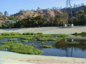 LA River Successive Ecology